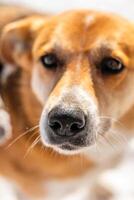 A homeless, large white-and-tan old dog on the street in the harsh winter cold is searching for shelter photo
