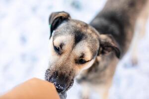 A miserable stray dog in the bitter winter cold is looking for love and attention from a kind person on the street photo