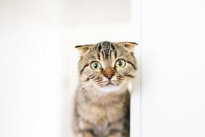 A Scottish lop-eared kitten sits on large white rack, looking out for something with predatory eyes photo