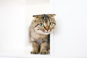 A Scottish lop-eared kitten sits on large white rack, looking out for something with predatory eyes photo