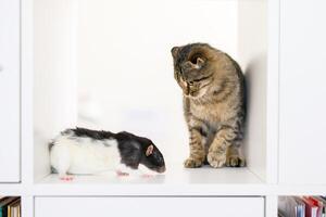 A Scottish lop-eared kitten sits on a large white rack with rat , looking out for something photo