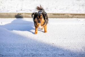 A fluffy black-and-tan stray dog with beautiful fuzzy ears walks down the street in the winter cold photo