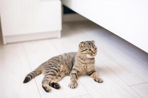 Scottish lop-eared cat with green eyes sitting on a light wooden floor photo