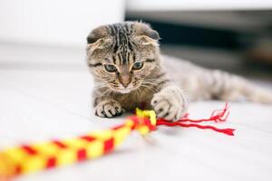 A Scottish lop-eared cat plays with ribbons on a light-colored wood floor photo
