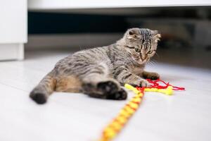 A Scottish lop-eared cat plays with ribbons on a light-colored wood floor photo