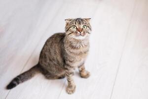 Scottish lop-eared cat with green eyes sitting on a light wooden floor photo