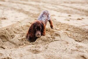 A young brown Russian springer spaniel digs in the wet sand photo
