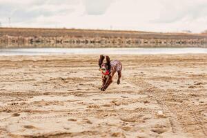 Energetic Brown Springer Spaniel Frolicking on Sandy Shore photo