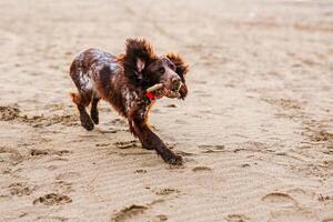 Happy Brown Springer Spaniel Playing by the River, running with funny ears photo