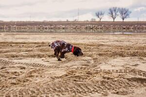 Brown Springer Spaniel Having Fun on Sandbank photo