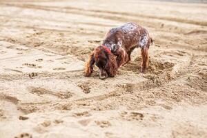 Energetic Brown Springer Spaniel Frolicking on Sandy Shore photo