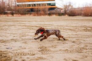 Brown Springer Spaniel Enjoying Playtime on Riverbank photo