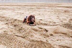 Energetic Brown Springer Spaniel Frolicking on Sandy Shore photo
