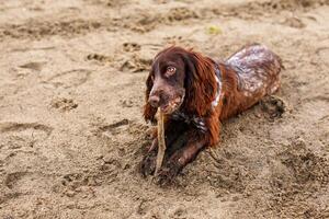 Brown Springer Spaniel Having Fun on Sandbank photo