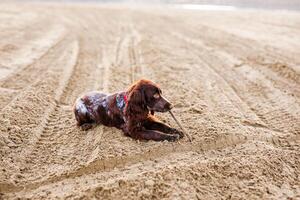Brown Springer Spaniel Having Fun on Sandbank photo