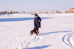 Russian brown spaniel running, playing with his owner in a snow-covered field near big houses in town photo