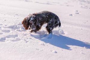 Russian brown spaniel running, playing, shoveling snow in a snowy field photo