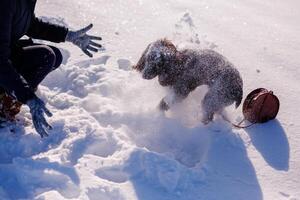 Russian brown spaniel running, playing with his owner in a snow-covered field near big houses in town photo