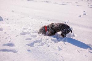 Russian brown spaniel running, playing, shoveling snow in a snowy field photo