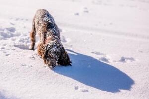 Russian brown spaniel running, playing, shoveling snow in a snowy field photo