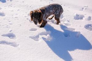 Russian brown spaniel running, playing with his owner in a snow-covered field near big houses in town photo