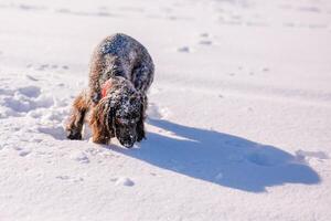 Russian brown spaniel running, playing, shoveling snow in a snowy field photo
