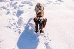 Russian brown spaniel running, playing, shoveling snow in a snowy field photo