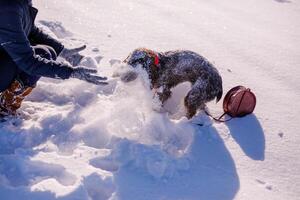Russian brown spaniel running, playing with his owner in a snow-covered field near big houses in town photo