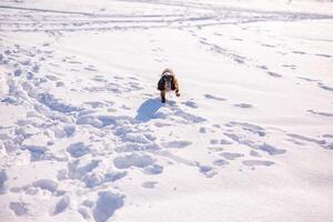 Russian brown spaniel running, playing, shoveling snow in a snowy field photo