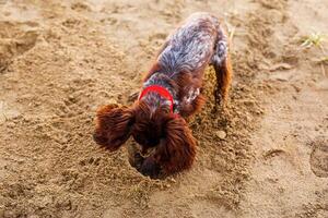 A young brown Russian springer spaniel digs in the wet sand photo