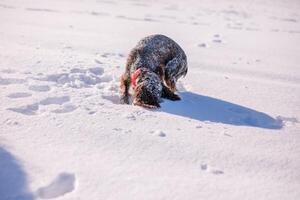 Russian brown spaniel running, playing, shoveling snow in a snowy field photo