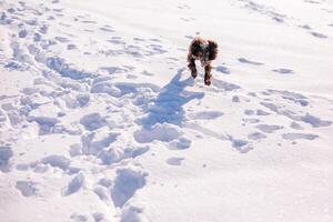 Russian brown spaniel running, playing, shoveling snow in a snowy field photo
