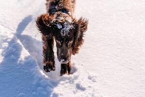 Russian brown spaniel running, playing, shoveling snow in a snowy field photo