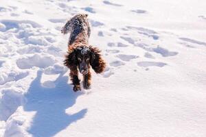 Russian brown spaniel running, playing, shoveling snow in a snowy field photo