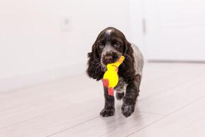 Young springer spaniel dog playing with toy on a floor at home photo
