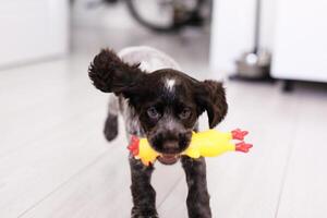 Young springer spaniel dog playing with toy on a floor at home photo