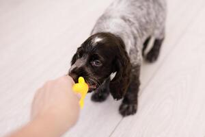 Young springer spaniel dog playing with toy on a floor at home photo