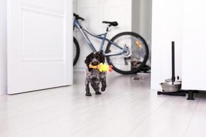 Young springer spaniel dog playing with toy on a floor at home photo
