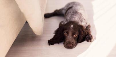 Russian brown spaniel puppy lying on the green bedding of the house on the wooden floor photo
