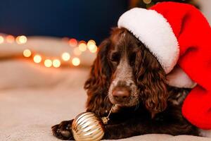 Large portrait of a Russian spaniel in a red Santa Claus hat playing with Christmas toys, gold balls, and jumping on the bed photo