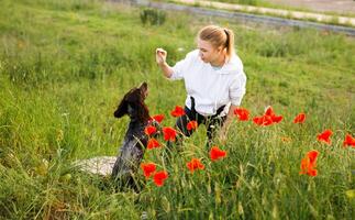 Russian brown spaniel sits in the green grass in a poppy field and trains with his owner photo