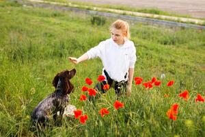 Russian brown spaniel sits in the green grass in a poppy field and trains with his owner photo