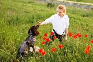 Russian brown spaniel sits in the green grass in a poppy field and trains with his owner photo
