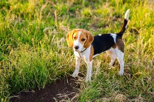 Young beagle lying in green grass in a field and lit by the setting sun photo