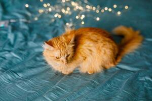 Ginger cute fluffy cat lies on the bed with a birch-colored sheet and a soft, cozy blanket with New Year garland on the background photo
