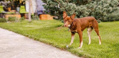 Australian Kelpie puppy outside in the yard on the green lawn photo