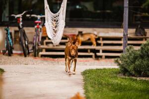 Australian Kelpie puppy lying outside on green lawn, playing with cats and having fun photo