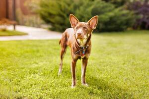 Australian Kelpie puppy outside in the yard on the green lawn photo