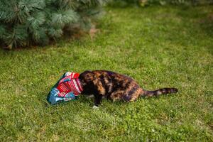 Tricolor cat walks in yard of house on green lawn, looking for food photo