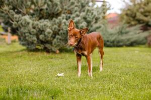 Australian Kelpie puppy outside in the yard on the green lawn photo